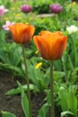 Beautiful bright orange tulips bloom in the garden in all its glory Royalty Free Stock Photo