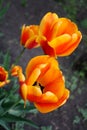 Beautiful bright orange tulips bloom in the garden in a summer Royalty Free Stock Photo