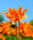 Beautiful bright orange tulips and blury blue sky. Spring floral background. Royalty Free Stock Photo