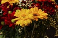 Beautiful bright orange and yellow gerbera flower on the background of other red chrysanthemum flowers , shallow DOF, selective Royalty Free Stock Photo
