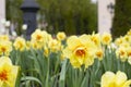 Beautiful bright orange yellow narcissus blossom close-up