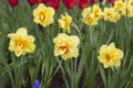 Beautiful orange yellow narcissus blossom close-up flowerbed