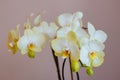 Beautiful bright orchid flower - gorgeous house plant Royalty Free Stock Photo