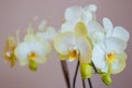 Beautiful bright orchid flower - gorgeous house plant blossom on stem Royalty Free Stock Photo