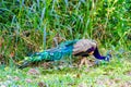 Beautiful, bright peacock, with a chic tail of feathers.