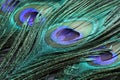 Beautiful bright peacock feathers as background, closeup Royalty Free Stock Photo