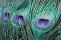 Beautiful bright peacock feathers as background, closeup Royalty Free Stock Photo