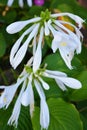 White bright round flowers of a perennial hosta plant and large green leaves growing on the street of the city of Dnipra, Ukraine.