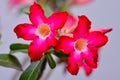 beautiful and bright pink adenium flower