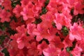 Beautiful bright pink azalea flowers in full bloom Royalty Free Stock Photo