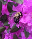 Pink azaleas blooming in spring with bumble bee