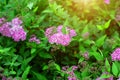 Beautiful bright pink blooming flowering shrub Spirea flower with green leaves in the garden in spring.