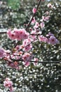 Beautiful bright pink blossoms of a cherry tree in early spring, NSW, Australia.