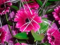 A beautiful bright pink bouquet of large daisies is a bouquet of gerberas Royalty Free Stock Photo