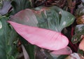 Beautiful bright pink and burgundy half moon leaf of Philodendron Pink Princess, a popular houseplant Royalty Free Stock Photo