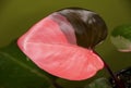 Beautiful bright pink and burgundy leaf of Philodendron Pink Princess