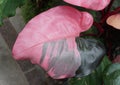 Beautiful bright pink and burgundy leaf of Philodendron Pink Princess