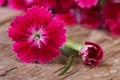 Beautiful bright pink carnation close-up on wooden Royalty Free Stock Photo