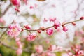 Beautiful and bright pink cherry blossoms blooming on tree brunch in Japanese garden and blurry background Royalty Free Stock Photo