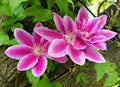 Bright pink color of Clematis Florida flower