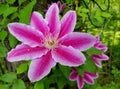 Beautiful bright pink color of Clematis Florida flower