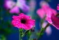 Beautiful bright pink flower shot close up on blue background with dew drops