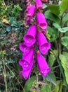 Beautiful bright pink flowers bells.