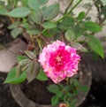 Beautiful bright pink rose flowers bud blooming isolated from green leaves plant growing, natural background, nature photography Royalty Free Stock Photo