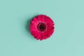 Beautiful bright pink gerbera flowers on a turquoise pastel background