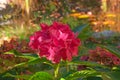 Beautiful bright pink hydrangea flowers on the background of an autumn garden on a sunny day Royalty Free Stock Photo