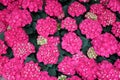 Beautiful spread of bright pink hydrangea flowers at full bloom Royalty Free Stock Photo