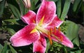 Bright pink Lily flower of Stargazer cultivar on green leaves background in the garden. Royalty Free Stock Photo
