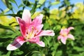 Beautiful bright pink lily growing at flower field. Space for text Royalty Free Stock Photo