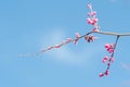 Beautiful Bright Pink oriental flower Cherry Blossoms botany against outdoors  Blue Sky in spring. Abstract romantic feeling Royalty Free Stock Photo