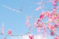 Beautiful Bright Pink oriental flower Cherry Blossoms botany against outdoors  Blue Sky in spring. Abstract romantic feeling Royalty Free Stock Photo