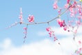 Beautiful Bright Pink oriental flower Cherry Blossoms botany against outdoors  Blue Sky in spring. Abstract romantic feeling Royalty Free Stock Photo