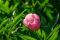 Beautiful bright pink peony blooming under the sun against the dark green of the garden Royalty Free Stock Photo