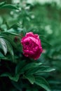 Beautiful bright pink peony flower on a background of emerald green leaves. fairy flower color. summer blooming garden at dusk, Royalty Free Stock Photo