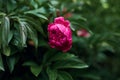 Beautiful bright pink peony flower on a background of emerald green leaves. summer blooming garden at dusk, copy space Royalty Free Stock Photo