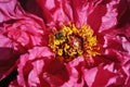 Beautiful bright pink peony flower petals close up macro, bee on pistil, texture detail with yellow pestle, blurry natural organic Royalty Free Stock Photo