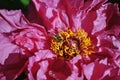 Beautiful bright pink peony flower petals close up macro, bee on pistil, texture detail with yellow pestle Royalty Free Stock Photo