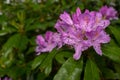 Beautiful bright pink Rhododendron bush in full bloom, close up showing the intricate detail of the flower