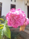 A beautiful bright pink rose
