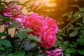 Beautiful bright pink roses flowers with green leaves in the garden in summer as a background. Royalty Free Stock Photo