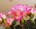 Beautiful, bright pink Tea or Miniature rose flower growing and blossoming in a vase or home garden. Isolated closeup of Royalty Free Stock Photo