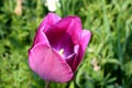 Beautiful bright pink tulip bloom in the garden in all its glory Royalty Free Stock Photo