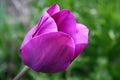 Beautiful bright pink tulip bloom in the garden in all its glory Royalty Free Stock Photo