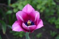 Beautiful bright pink tulip bloom in the garden in all its glory Royalty Free Stock Photo