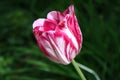 Beautiful bright pink tulip bloom in the garden in all its glory Royalty Free Stock Photo