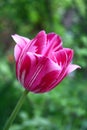 Beautiful bright pink tulip bloom in the garden in a summer Royalty Free Stock Photo